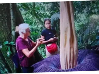 Amorphophallus Titanum Mekar di Agam, Tarik Wisman