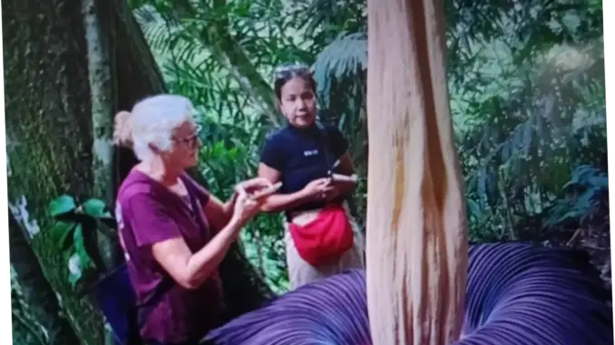 Amorphophallus Titanum Mekar di Agam, Tarik Wisman