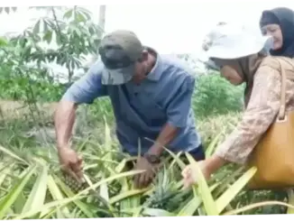 Batola Dorong Hilirisasi Nanas Jadi Produk Bernilai Tinggi