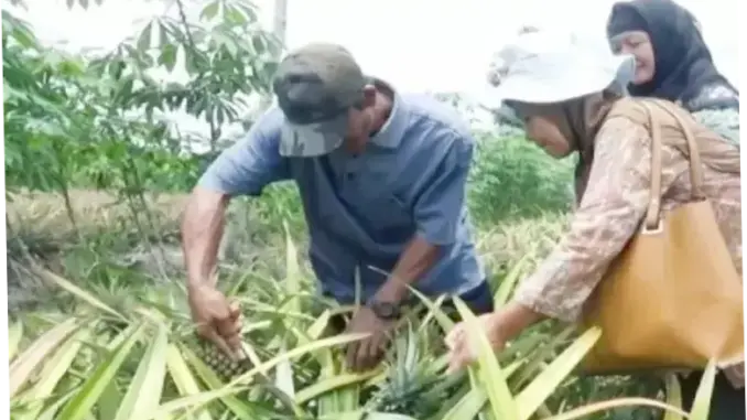 Batola Dorong Hilirisasi Nanas Jadi Produk Bernilai Tinggi