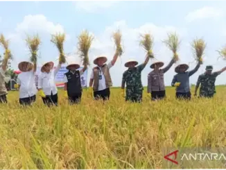 Bulog Optimistis Serap 4 Juta Ton Beras pada 2026