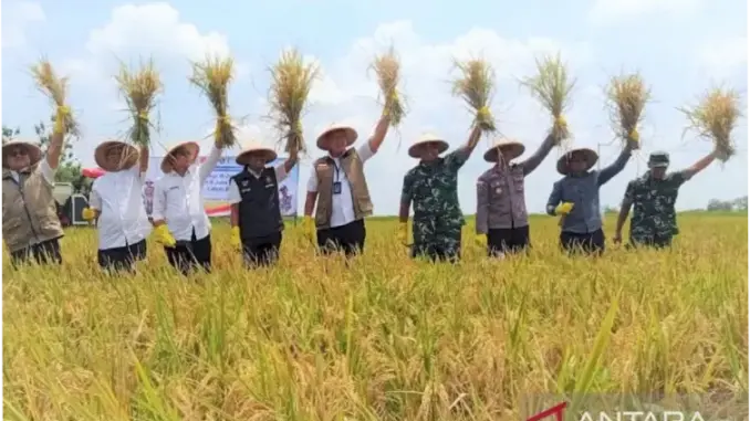 Bulog Optimistis Serap 4 Juta Ton Beras pada 2026