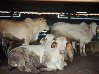 Dharma Jaya Targetkan 900 Sapi untuk Iduladha 1447 H