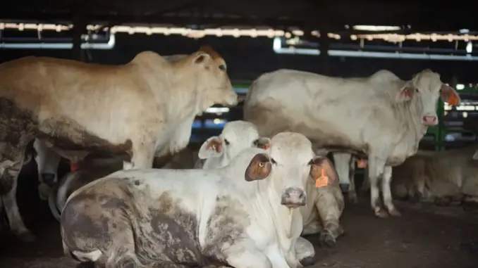 Dharma Jaya Targetkan 900 Sapi untuk Iduladha 1447 H