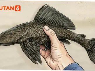 Ikan Sapu-Sapu: Ancaman Invasif bagi Ekosistem Perairan