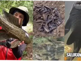 Ikan Sapu-Sapu: Ancaman Serius bagi Ekosistem Perairan Jakarta