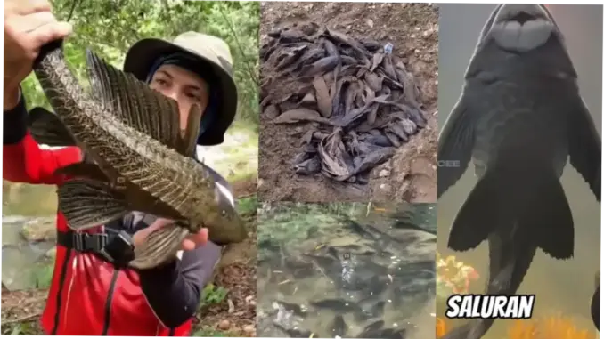 Ikan Sapu-Sapu: Ancaman Serius bagi Ekosistem Perairan Jakarta