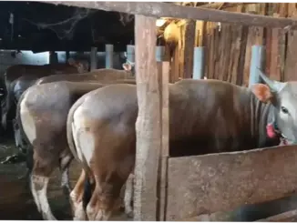 OKU Timur: Antisipasi Penyakit Ternak dan Kasus Kriminal