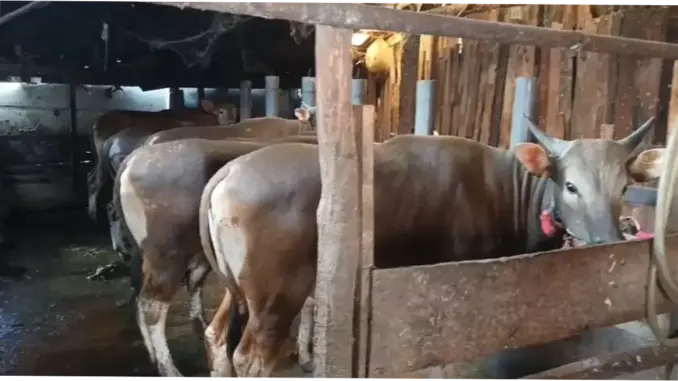 OKU Timur: Antisipasi Penyakit Ternak dan Kasus Kriminal