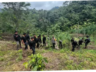 Pembongkaran Ladang Ganja di Sumsel: Upaya Polisi untuk Membersihkan Wilayah dari Aktivitas Ilegal