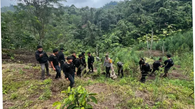 Pembongkaran Ladang Ganja di Sumsel: Upaya Polisi untuk Membersihkan Wilayah dari Aktivitas Ilegal