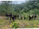 Pembongkaran Ladang Ganja di Sumsel: Upaya Polisi untuk Membersihkan Wilayah dari Aktivitas Ilegal