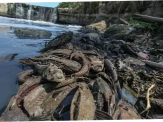 Pemkot Jaksel Gelar Operasi Tangkap Ikan Sapu-Sapu di Phb Setu Babakan