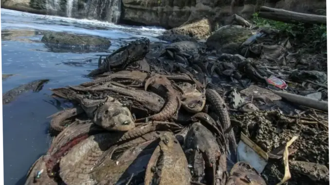 Pemkot Jaksel Gelar Operasi Tangkap Ikan Sapu-Sapu di Phb Setu Babakan