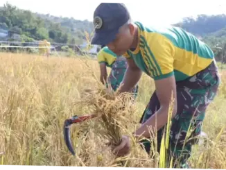 Perkuat Manunggal TNI-Rakyat, Yonarmed 12 Kostrad Bantu Petani di Perbatasan