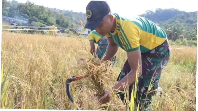 Perkuat Manunggal TNI-Rakyat, Yonarmed 12 Kostrad Bantu Petani di Perbatasan