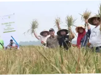 Swasembada Pangan Diperdebatkan, Kritik Akademisi Ditanggapi Warganet dan Petani