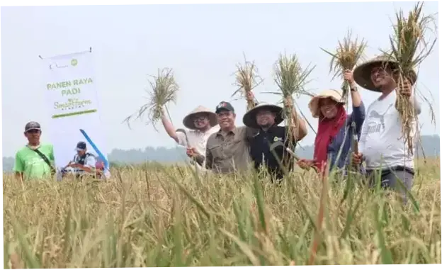 Swasembada Pangan Diperdebatkan, Kritik Akademisi Ditanggapi Warganet dan Petani