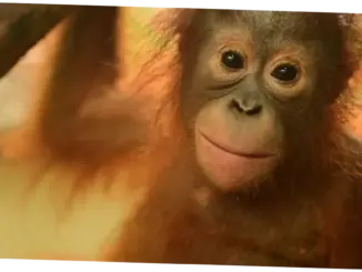 Tema dan Makna di Balik Perayaan dan Kegiatan di Indonesia