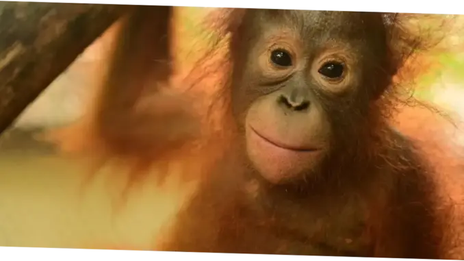 Tema dan Makna di Balik Perayaan dan Kegiatan di Indonesia