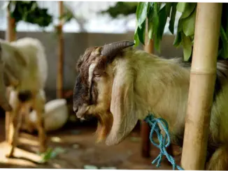 Tips Cerdas Persiapan Kurban Iduladha 2026