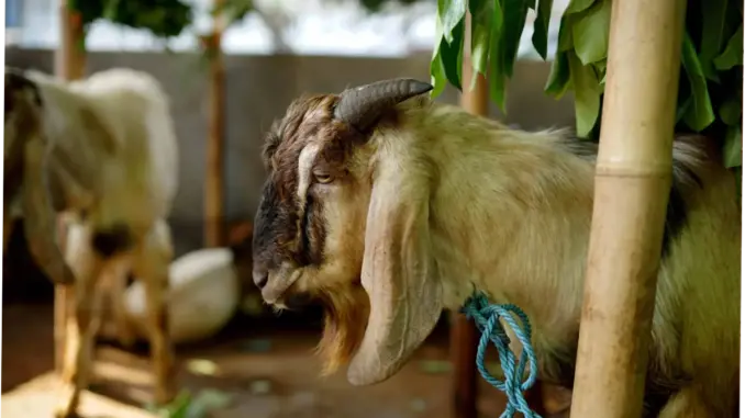 Tips Cerdas Persiapan Kurban Iduladha 2026