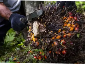 Traceability Jadi Tantangan Industri Sawit Nasional