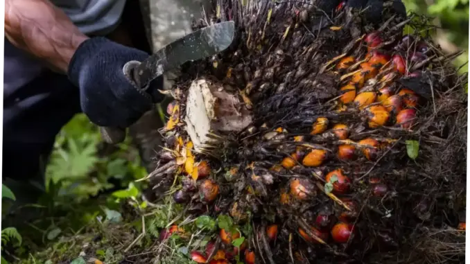 Traceability Jadi Tantangan Industri Sawit Nasional