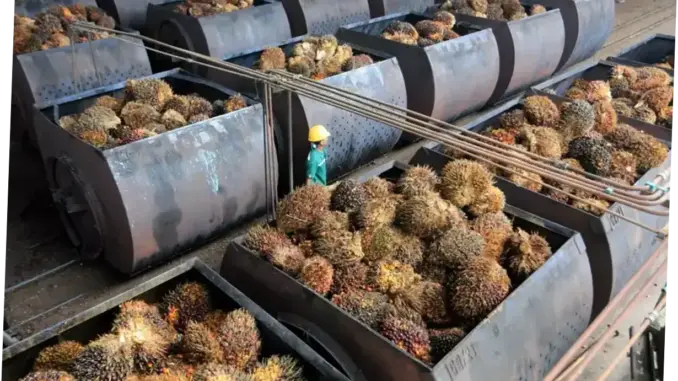 HIPMI Dorong Hilirisasi Sawit untuk Perkuat Pangan RI