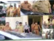 Kendaraan Dinas: Aspek Hukum, Administrasi, dan Kualitas