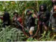 Operasi Penindakan Terhadap Tokoh OPM Jeki Murib di Puncak, Papua