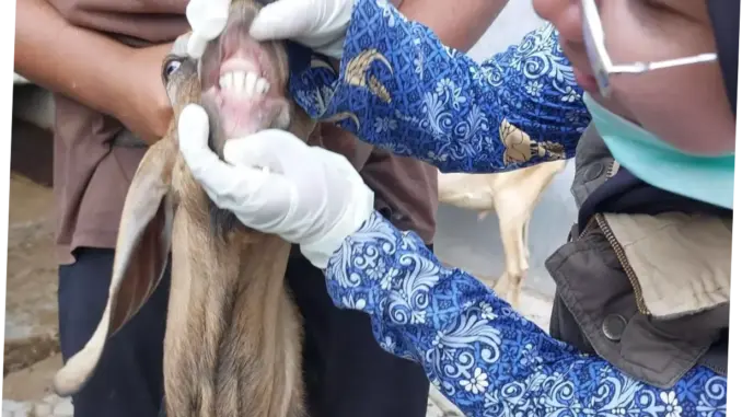 Pemeriksaan Hewan Qurban di Majalengka: 60 Petugas Siaga untuk Memastikan Keamanan Daging