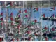 Seluruh Kapal Peserta Flotilla Kemanusiaan Gaza Dicegat Israel