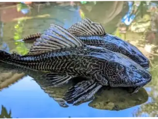 Tingginya Populasi Ikan Sapu-Sapu sebagai Tanda Sungai Tercemar