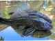 Tingginya Populasi Ikan Sapu-Sapu sebagai Tanda Sungai Tercemar