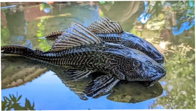 Tingginya Populasi Ikan Sapu-Sapu sebagai Tanda Sungai Tercemar