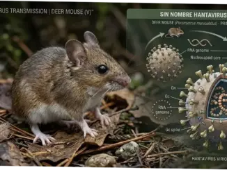 Virus Hanta: Mengenal Bahaya dan Pencegahan Penyakit Mematikan ini